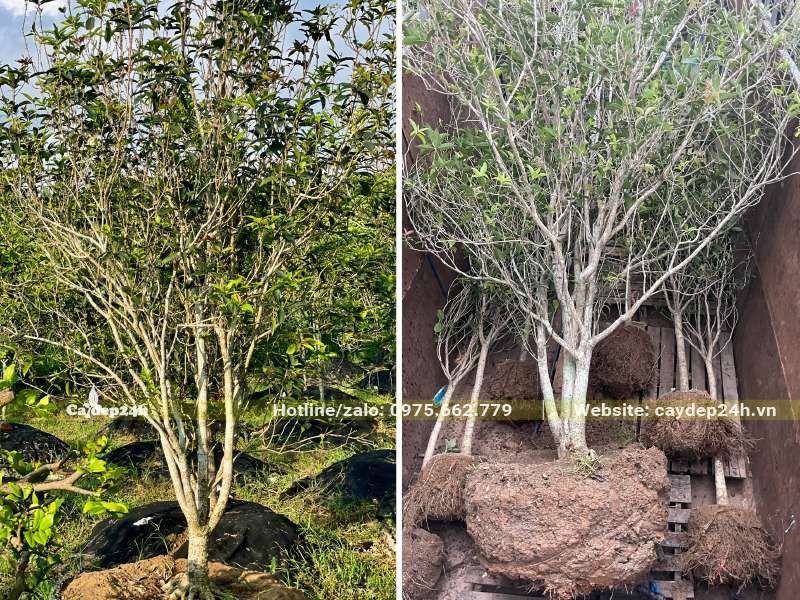 Bưng và xếp cây Mộc Hương ta đường kính gốc 5cm lên xe