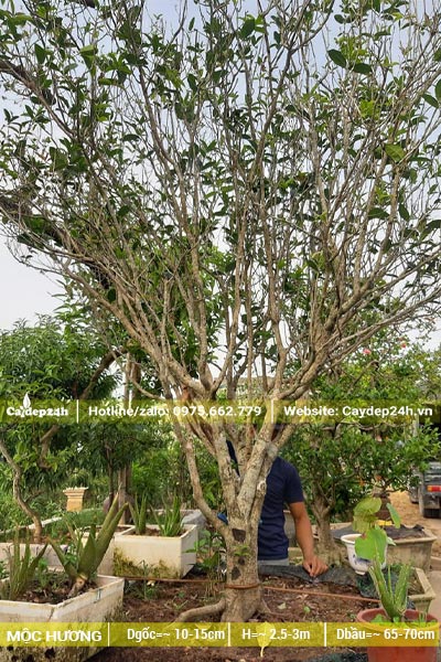 Trồng trong chậu cảnh một cây hoa Mộc Hương đường kính gốc 12- 15cm