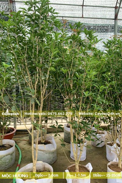 Vườn dưỡng số lượng lớn cây Mộc Hương trong bầu, chiều cao cây từ 1 - 1,5m