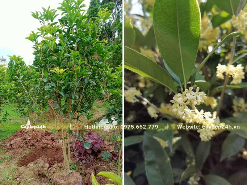 Cây hoa Mộc Hương đường kính gốc 3cm