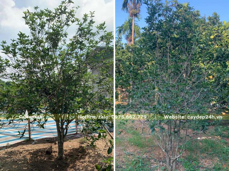 Mua cây Mộc Hương đánh thẳng tại vườn, cây đã có hơn 10 năm tuổi