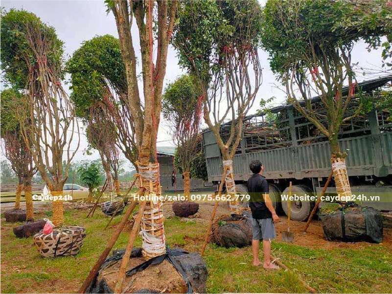 Cẩu lên xe mooc số lượng lớn cây Mộc Hương tàu cổ thụ, đường kính gốc 20 - 25cm