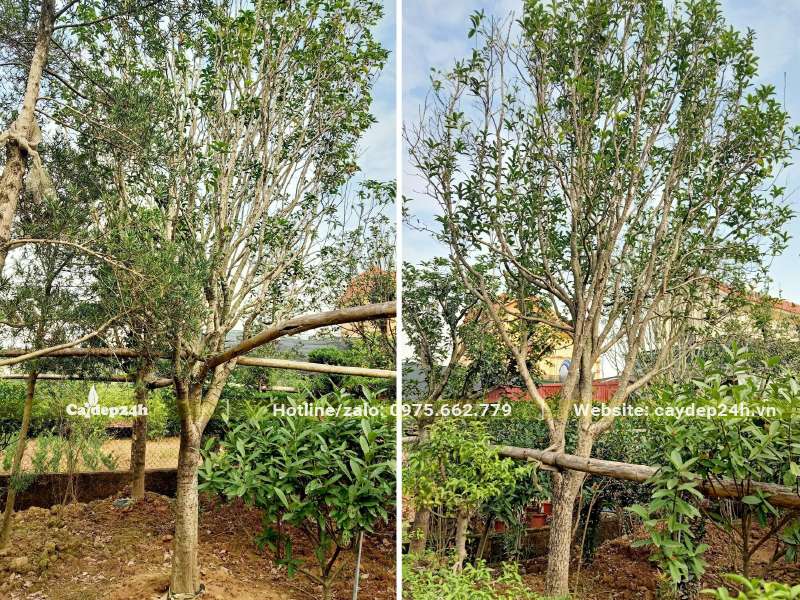 Dưỡng ủ cây Mộc Hương Trung Quốc tại vườn, đường kính thân khoảng 8 - 10cm đo cách gốc 50cm