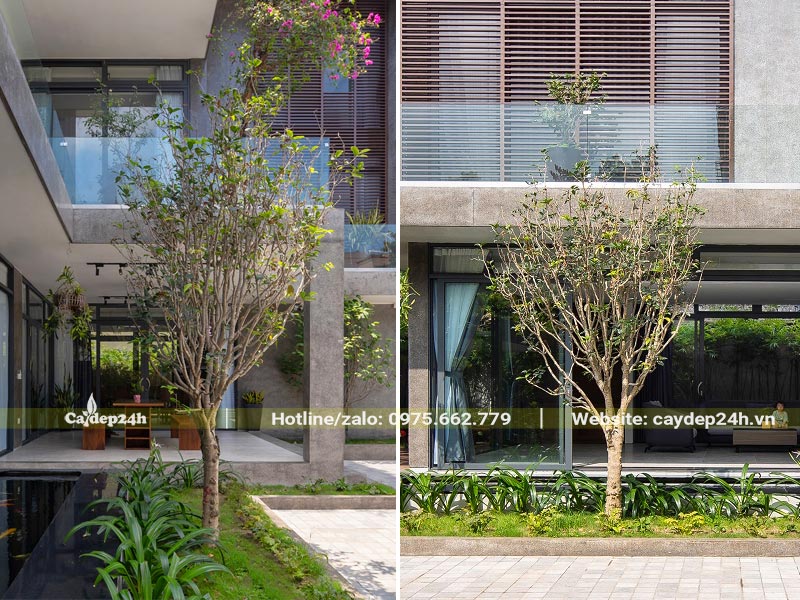 Trồng cây Mộc Hương trước nhà biệt thự