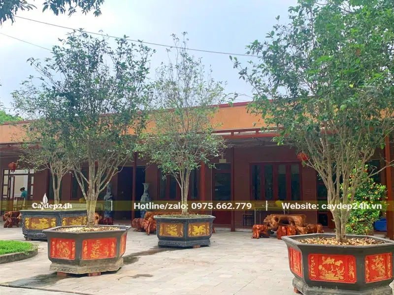 Cây Mộc Hương cao gần 3m trồng chậu đặt trước sân nhà