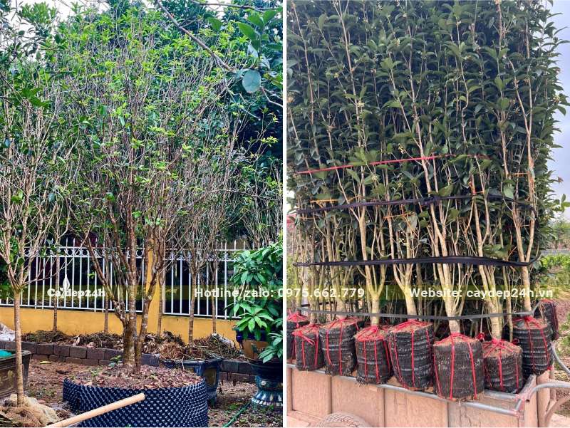 Hàng chục cây Mộc Hương ta cao 2m, được bọc bầu và bó cành cẩn thận chuẩn bị giao tới công trình