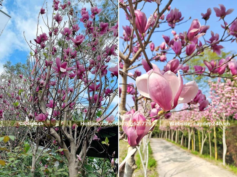 Khi cCây Hoa Mộc Lan nở rộ hoa, trên cành không còn lại chiếc lá nào