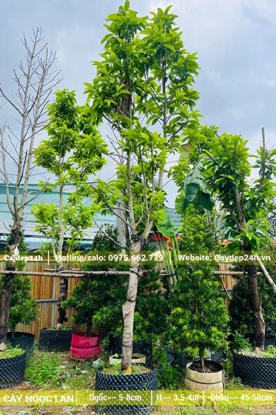 Khu vực dâm ủ cây Ngọc Lan trưởng thành, tay cành đã tỉa bớt đang ra lá mới