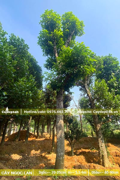 Cây Ngọc Lan cao 5m, đk gốc 25 - 30cm
