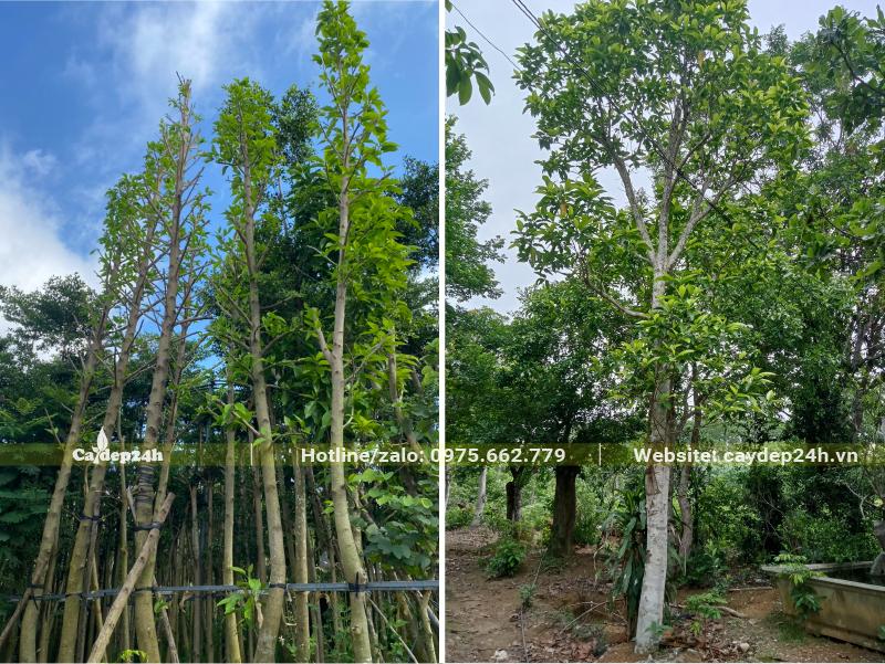 Cây Ngọc Lan đk gốc gần 20cm có cả cây mới dưỡng ủ và cây chưa bứng bầu