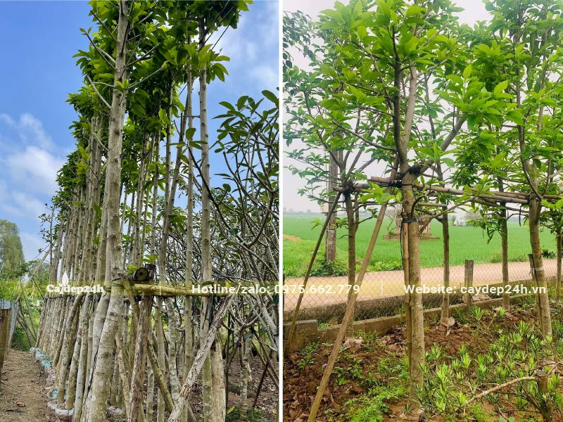 Một góc khu vườn dưỡng ủ cây hoa Ngọc Lan công trình đường kính gốc từ 8 - 12cm