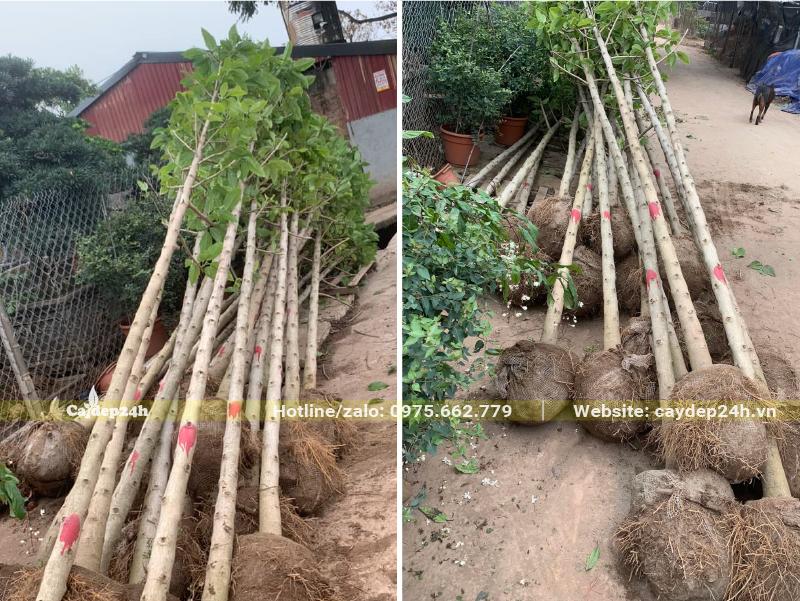 Xếp hơn hơn chục cây Ngọc Lan mới bứng bầu, chiều cao khoảng 4m