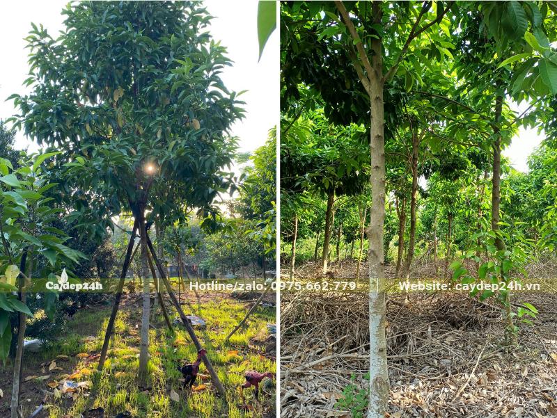 Vườn Ngọc Lan trồng lâu năm, đk gốc 5 - 8cm đo cách gốc 1m