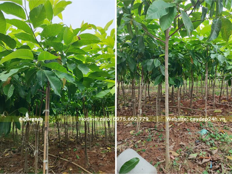 Vườn trồng và dưỡng số lượng lớn cây giống hoa Ngọc Lan cao 1,5m