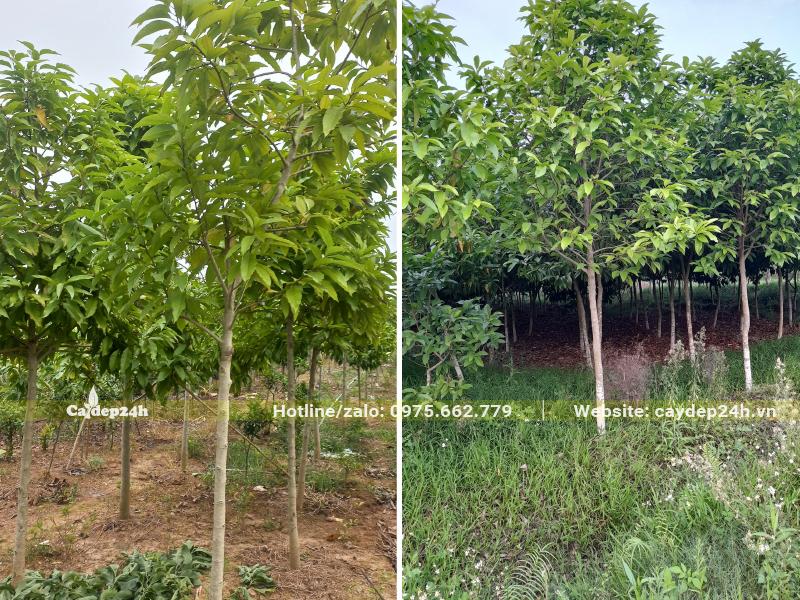 Nhà vườn trồng cây hoa Ngọc Lan trưởng thành, đường kính gốc từ 5cm