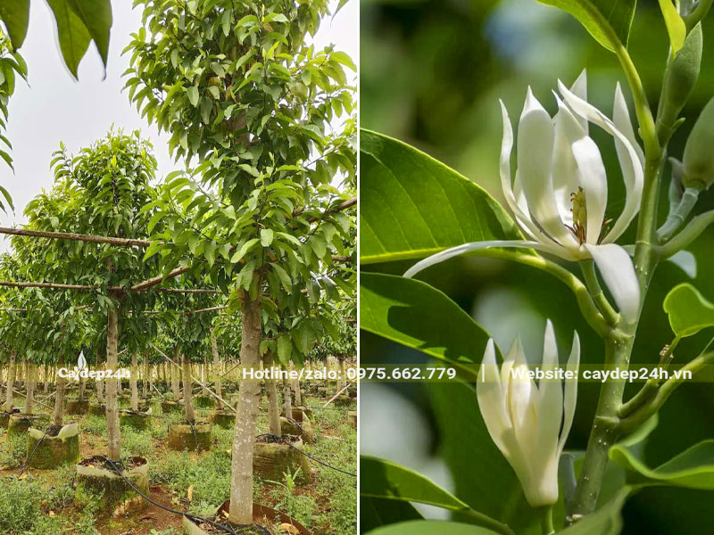 Cây hoa Ngọc Lan trắng đường kính goc 15cm