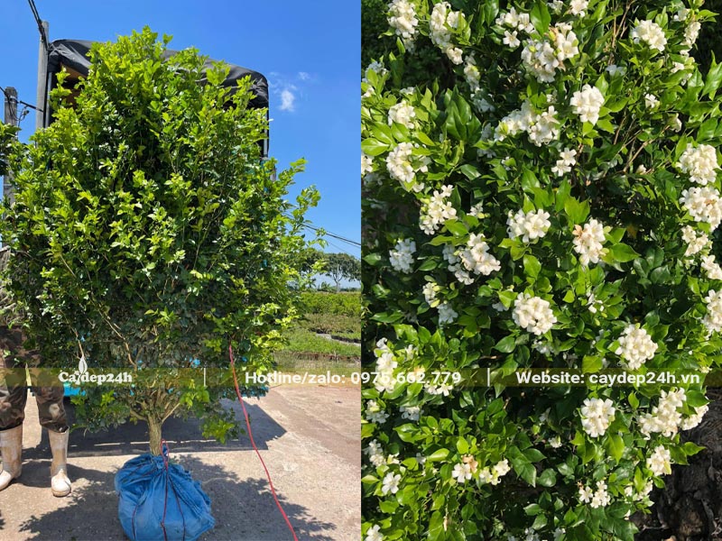 Mua cây Nguyệt Quế trồng biệt thự