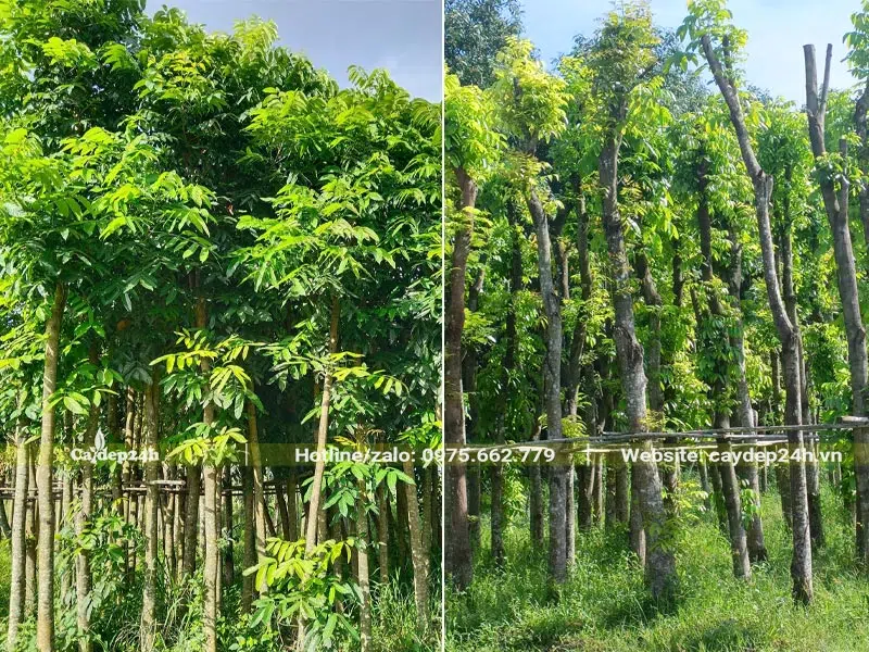 Vườn dâm ủ số lượng lớn cây Nhạc Ngựa công trình cao 4 - 5m