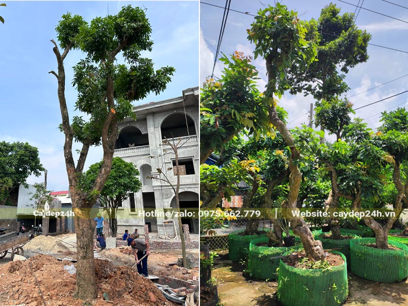 Công nhân đang thi công trồng cây Nhãn cổ thụ trước sân biệt thự