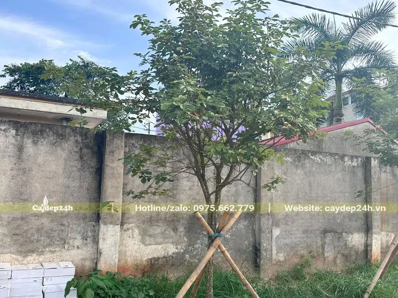 Cây Phong Linh vàng tại nhà hàng tại Hà Nội sau 3 tháng trồng