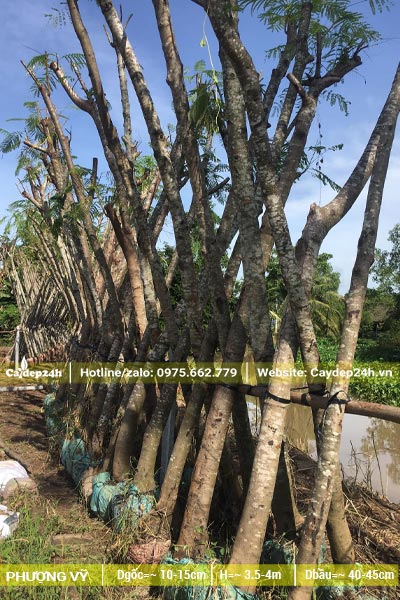 Phượng Vĩ dựng tựa vào giàn đỡ, cây đã tỉa tay cành, đk thân 15 - 20cm