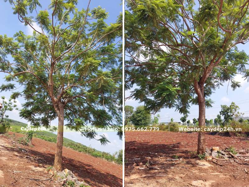 Cây Hoa Phượng Tím lâu năm, cao khoảng 5m, đk gốc 25cm