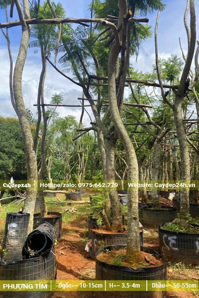 Những hàng cây Phượng Tím công trình dâm ủ trong bầu nổi