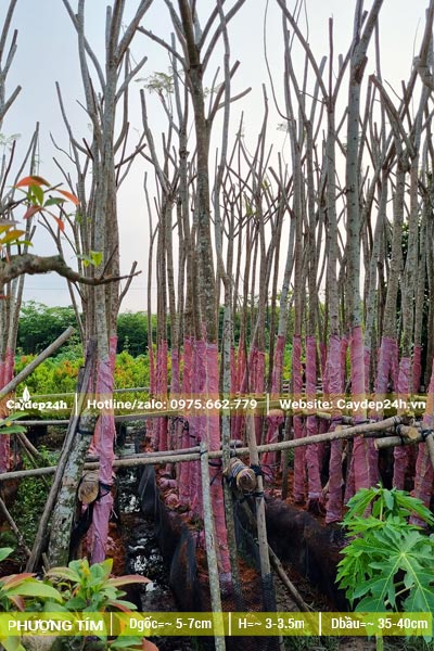 Hơn 100 cây hoa Phượng Tím mới dâm ủ