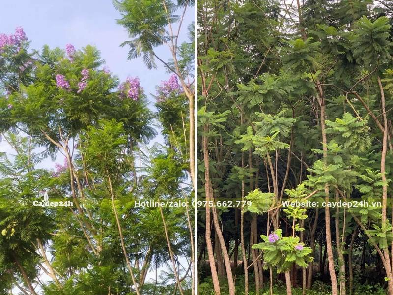 Nhân giống và trồng cây phượng tím tại nhà vườn
