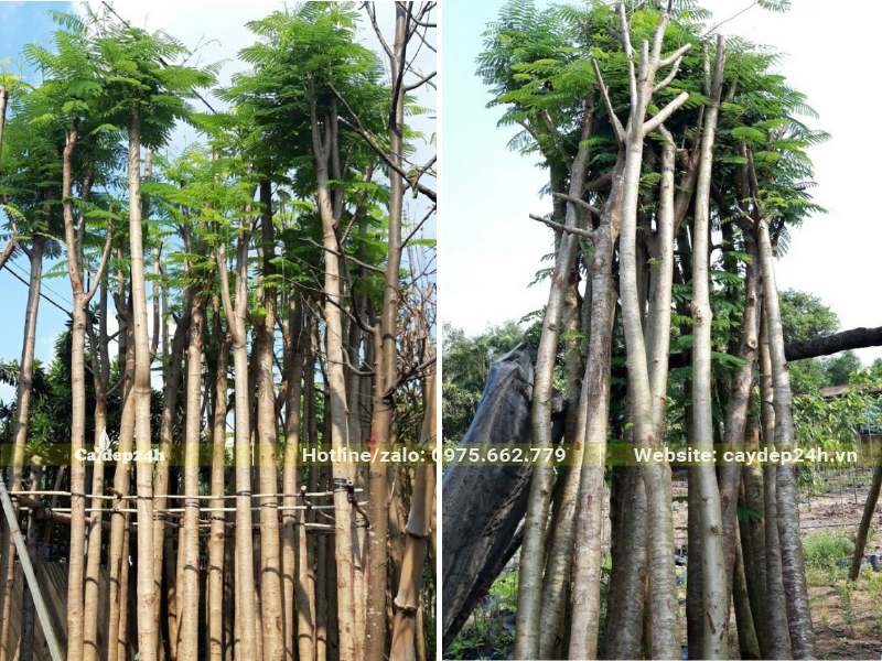 Phượng Vĩ dâm ủ thân thẳng đẹp, tay cành đang ra chồi lá mới