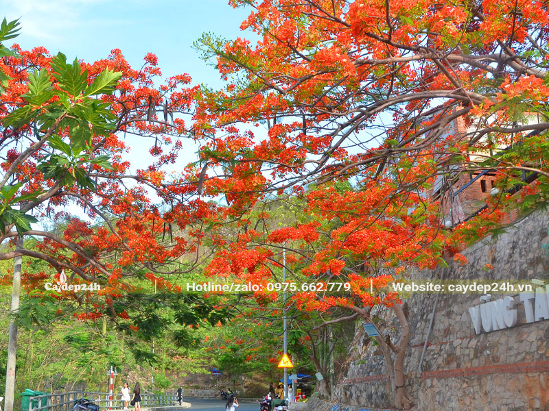 Cây Hoa Phượng Vĩ cổ thụ nở hoa đỏ rực cả góc trời