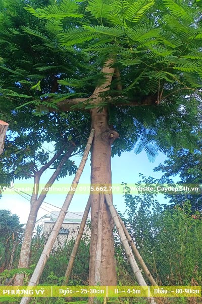 Cây Phượng Vĩ cổ thụ đã dâm ủ, đường kính gốc >30cm