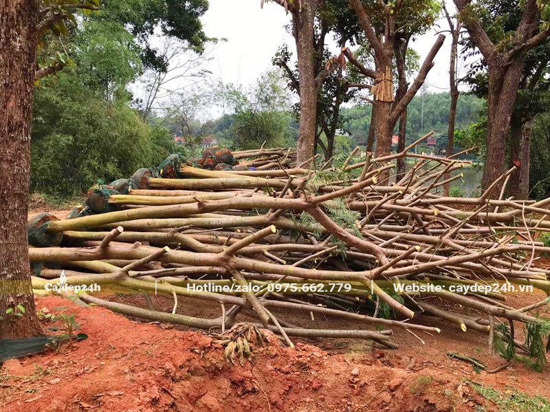 Bứng nóng số lượng lớn cây Phượng Vĩ đường kính gốc 18 - 22cm