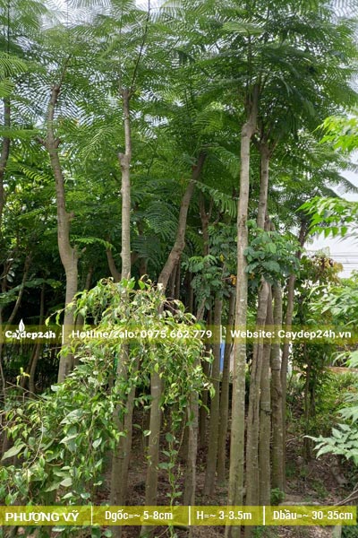 Dâm ủ số lượng lớn Phượng Vĩ công trình đk gốc 5 - 7cm