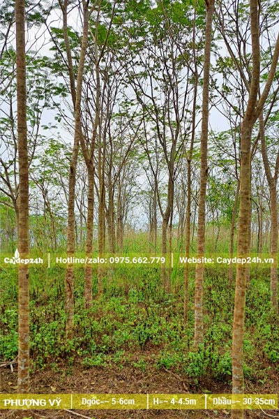 Vườn cây hoa Phượng đỏ đã tỉa thưa, thân thẳng đẹp, đường kính khoảng 5cm