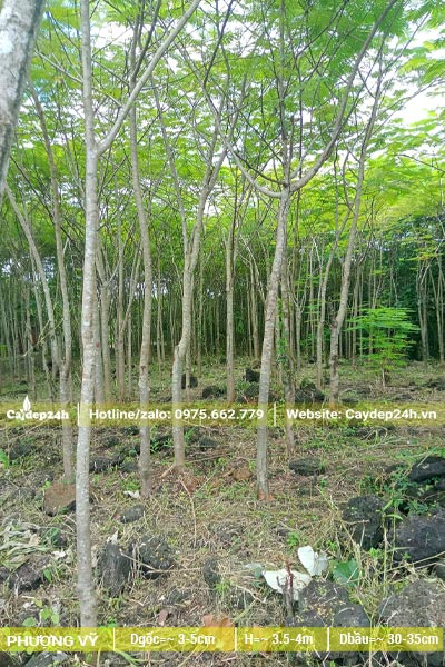 Một quả đồi trồng Phượng Vĩ 2 - 3 hecta