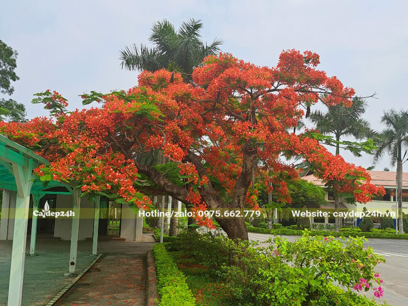 Cây Phượng Vĩ cổ thụ hoa đỏ rực tán cây