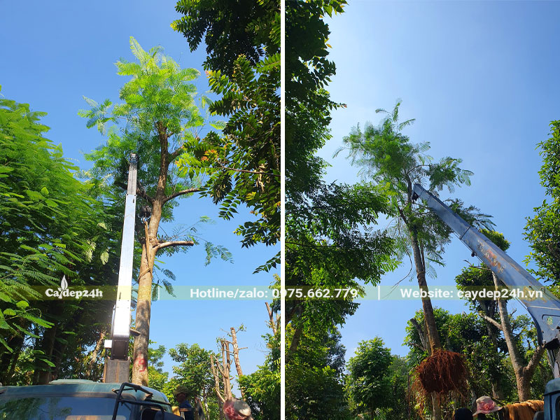 Nhấc những cây Phượng Vĩ lâu năm lên xe tải