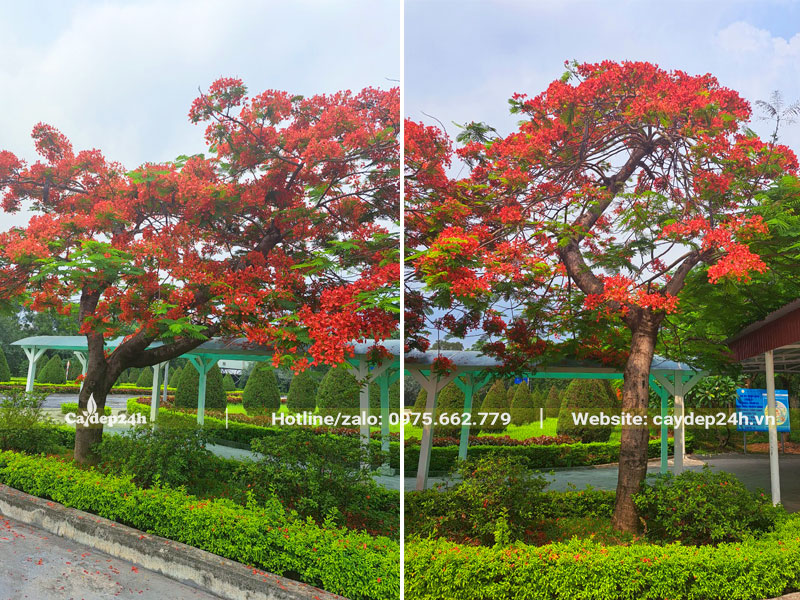 Cây Phượng Vĩ công trình trồng trong khuôn viên nhà máy tại Hải Phòng