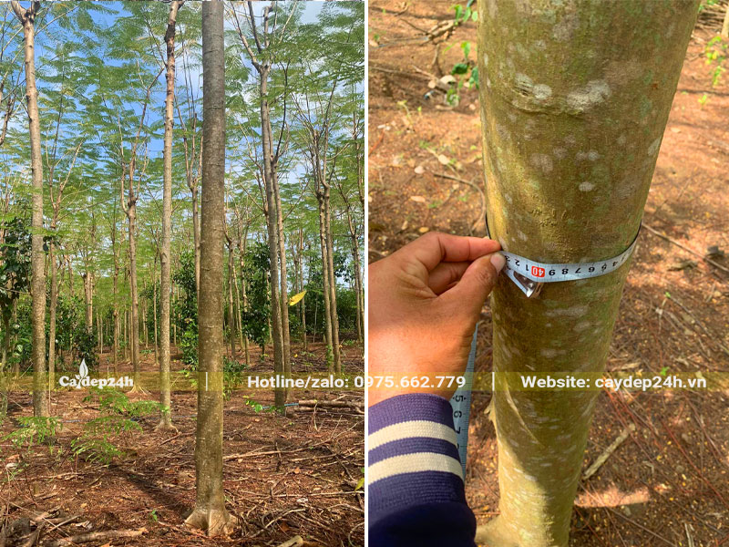 Vườn cây hoa Phượng Vĩ vanh thân 40cm, đo cách gốc 50cm