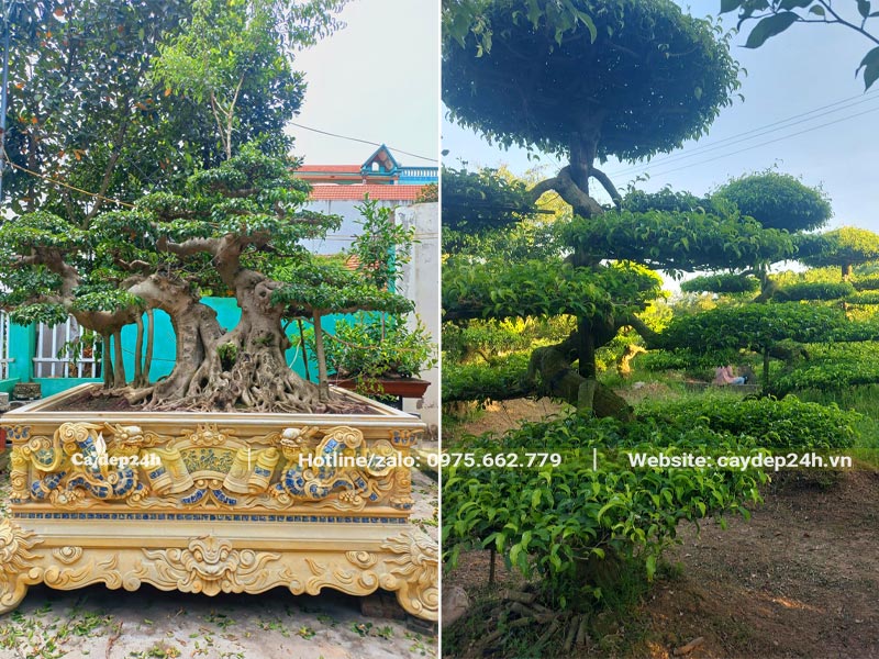 Cây Sanh công trình tạo dáng bonsai đẹp, có cây trồng chậu, cây trồng trực tiếp ngoài đất