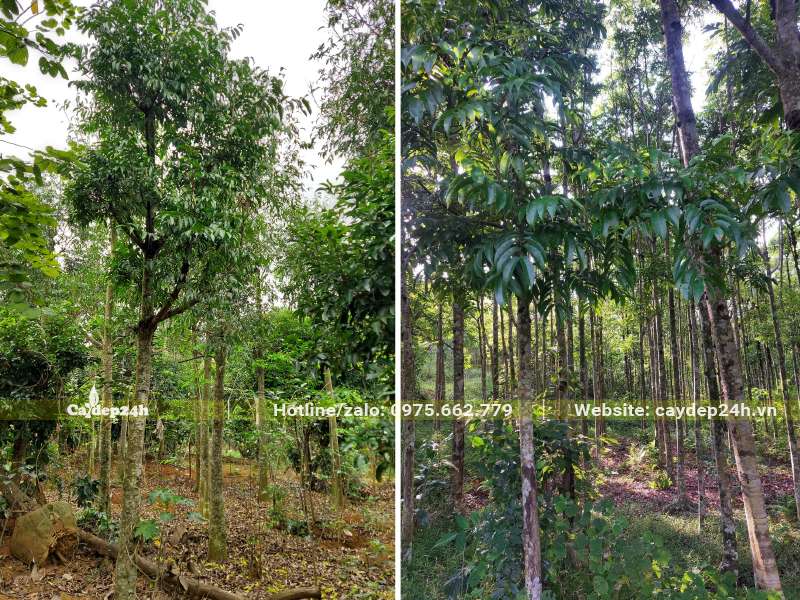 Vườn trồng và đánh thẳng cây Sấu công trình đường kính thân 5 - 8cm đo cách gốc 1m