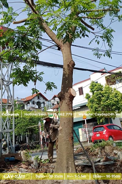 Đốn cành và bứng cây Sấu công trình đường kính gốc 30cm