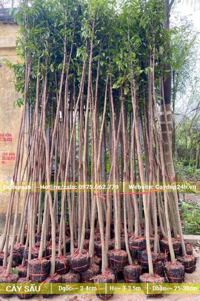 Cây Sấu giống đường kính gốc 3cm