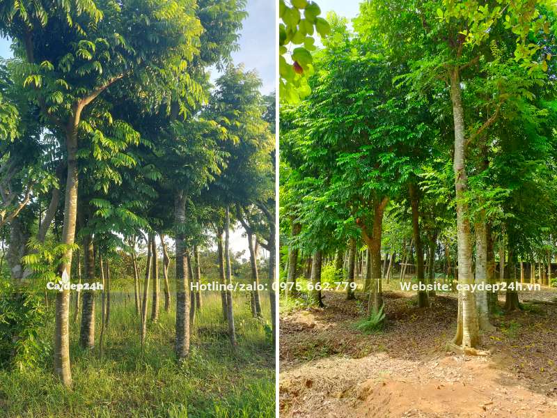 Cây Sấu công trình đường kính gốc 15m, dâm ủ nhiều năm