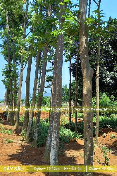 Hàng cây Sấu lâu năm đk gốc 10 - 15cm