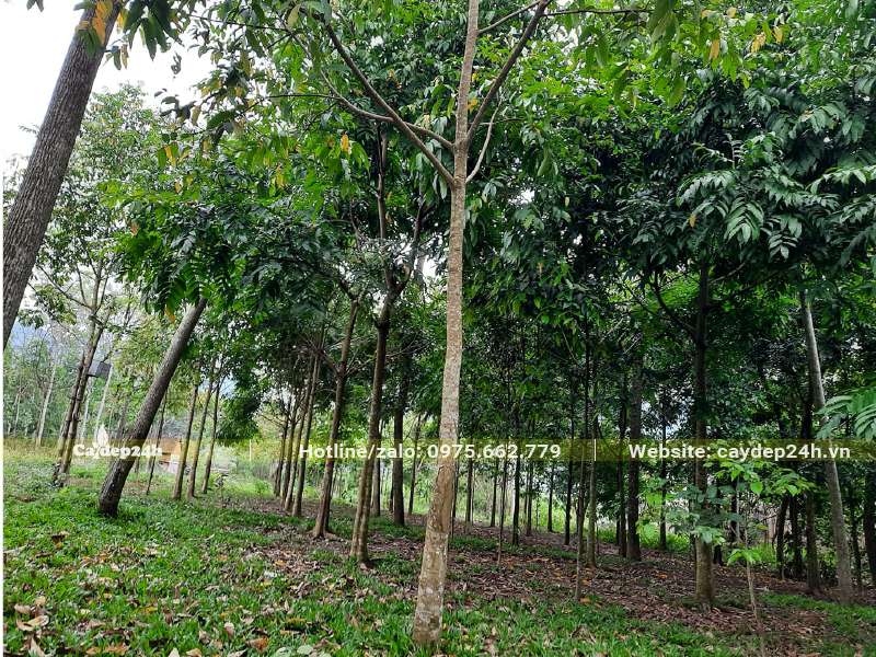 Vườn trồng số lượng lớn Sấu công trình đường kính gốc từ 10cm trở lên