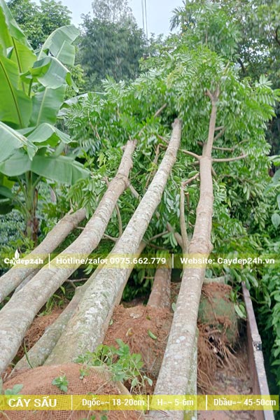 Hàng chục cây Sấu dâm ủ đk gốc 20cm được cẩu và đưa lên xe