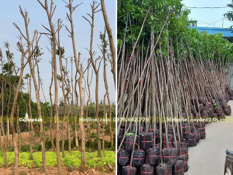 Bán cây Sấu tại vườn, hàng dưỡng bầu hay dâm ủ đều có