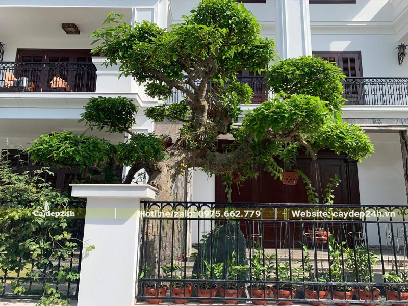 Cây Sung cao hơn 2m, dáng bay, tỉa tán đẹp